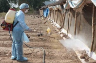 Tin mới về y tế ngày 29/10: Khuyến cáo phòng chống lây nhiễm cúm gia cầm; Hà Nội tăng cường công tác phòng, chống bệnh dại