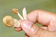 Sự nguy hại của các loại ma túy mới xâm nhập Việt Nam