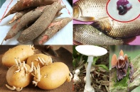 Tăng cường công tác phòng chống ngộ độc do độc tố tự nhiên