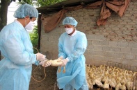Tin mới về y tế ngày 25/2: Tăng cường giám sát viêm phổi nặng do vi rút cúm A (H5N1)
