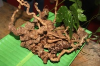 Gần 4% mẫu dược liệu được kiểm nghiệm không đạt tiêu chuẩn chất lượng