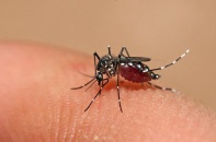 Phòng ngừa biến chứng nguy hiểm của sốt xuất huyết Dengue