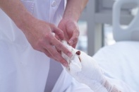 Phòng ngừa nguy cơ tai nạn bỏng dịp Tết