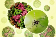 Tin mới y tế ngày 25/8: Việt Nam chưa ghi nhận ca bệnh Chikungunya 