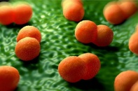 Tin mới y tế ngày 7/10: Khuyến cáo phòng, chống dịch bệnh viêm não mô cầu