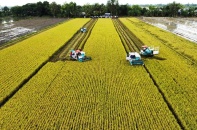 Thí điểm mô hình trồng lúa, mía tạo tín chỉ carbon đến năm 2035