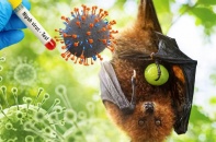 Bộ Y tế ban hành hướng dẫn chẩn đoán, điều trị bệnh do virus Nipah