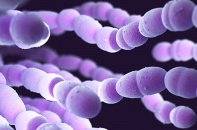 RSV và phế cầu là “thủ phạm” chính gây viêm phổi nặng ở trẻ nhỏ