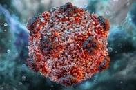 Bộ Y tế lên tiếng về chùm ca nhiễm virus Hanta trên tàu quốc tế