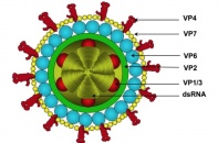 Rotavirus gia tăng mùa nắng nóng