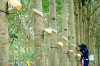 Tập đoàn Công nghiệp Cao su Việt Nam (GVR) dự kiến thoái vốn khỏi công ty con
