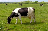 Trước thời điểm lên UPCOM, Mộc Châu Milk công bố lợi nhuận tăng mạnh