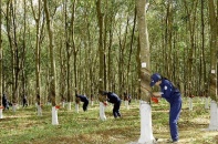 DRG đấu giá 23,4 triệu cổ phiếu DRI với giá khởi điểm 18.000 đồng