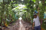 Hoàng Anh Gia Lai muốn tách bạch nghĩa vụ nợ với HAGL Agrico tại BIDV