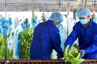 Hoàng Anh Gia Lai tạm dừng kế hoạch chào bán cổ phiếu huy động 1.700 tỷ đồng