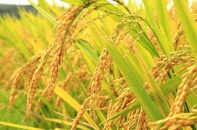 Vinaseed bổ nhiệm nhân sự phụ trách điều hành