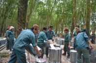 Dự án quy mô 480 ha của Cao su Đồng Phú được chấp thuận đầu tư