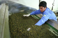 Đài Loan siết chặt quản lý trà nhập khẩu
