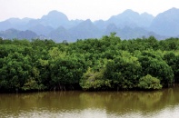 Ngân hàng KfW của Đức hỗ trợ Hải Phòng bảo tồn rừng ngập mặn