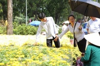 Giá hoa Tết rẻ, người Sài Gòn rủ nhau đi mua hoa sớm chơi Tết