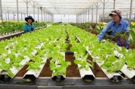 TP.HCM đặt mục tiêu phát triển 50 hợp tác xã mới trong năm 2019