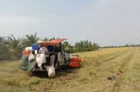 FAO dự báo sản lượng gạo Việt Nam sẽ sụt giảm trong niên vụ 2024 - 2025