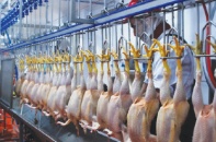 Bình Định: 570 tỷ đồng đầu tư dự án nuôi, giết mổ, gia cầm công nghệ cao