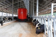 Quảng Ngãi: Khoảng 1.700 bò sữa về trang trại Vinamilk Quảng Ngãi đầu năm 2021
