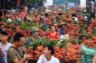 Tìm đầu ra cho 200.000 tấn vải thiều niên vụ 2015