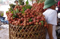 Lô vải thiều đầu tiên chuẩn bị sang Pháp