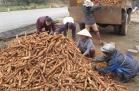 Tạm dừng áp thuế xuất khẩu 5% đối với mặt hàng sắn lát