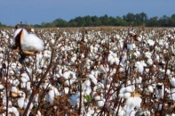 Nhập khẩu bông đã vượt 1,3 tỷ USD