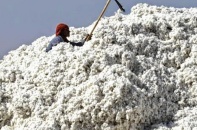 Phải tái xuất các lô bông nhập khẩu từ châu Phi ra khỏi Việt Nam nếu bị nhiễm dịch