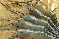 Việt Nam - Hoa Kỳ đạt giải pháp song phương về áp thuế chống bán phá giá tôm nhập khẩu