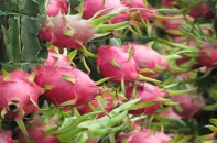 Thanh long Việt Nam sắp vào Australia 