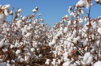 Nhập khẩu bông đạt trên 1,63 tỷ USD
