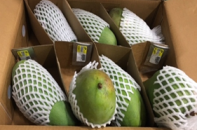 Xoài tượng da xanh Sơn La lên đường đi Úc