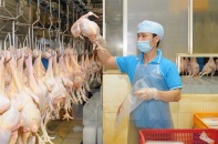 Công ty Koyu & Unitek chuẩn bị xuất khẩu thịt gà sang Nhật Bản