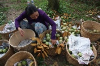 Sau trái thanh long sang Australia, đến lượt vú sữa Việt Nam được chấp thuận vào Mỹ