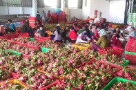 Rau quả xuất sang Trung Quốc mang về gần 2 tỷ USD