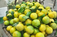 Lễ hội Cam Hưng Yên 2017 khai màn vào 25/11 tại Khu đô thị Ecopark