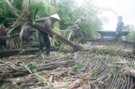 Chỉ mở rộng công suất, không xây mới thêm nhà máy đường