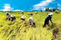 15 sản phẩm sẽ là nông sản chủ lực quốc gia