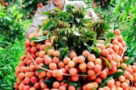 Vải thiều xuất khẩu quyết tâm nâng chuẩn, từng bước chinh phục thị trường Trung Quốc