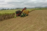 Áp dụng biện pháp phòng vệ phù hợp để bảo vệ ngành mía đường