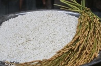 Bộ Công Thương trao đổi với Bộ Tài chính về phương án xuất khẩu gạo nếp