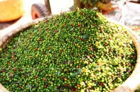 "Giải cứu" thành công hơn 60 container hạt tiêu mắc kẹt tại Nepal