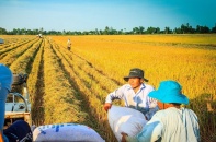 Thị trường nào nhập 1 tỷ USD gạo Việt