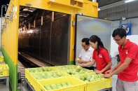 Xuất khẩu vượt 180 triệu USD, xoài Việt bán đi những thị trường nào