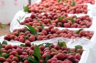 Vải thiều Việt Nam lên sàn thương mại điện tử